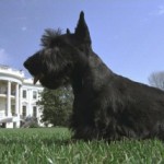 A PRESIDENT'S PAL: 'Barney,' 2000-2013: America's 'First Dog' During George W. Bush White House Years 